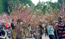 Đào quất 'ê hề', tiểu thương quyết không hạ giá dù sức mua kém
