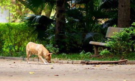 Vườn hoa 52 tỷ đồng giữa lòng Hà Nội xuống cấp thành nơi thả rông thú nuôi