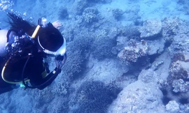 Xót xa nhìn rạn san hô đẹp nhất Việt Nam tan hoang