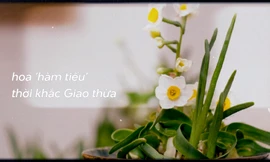 Ép hoa thủy tiên nở đúng đêm Giao thừa 