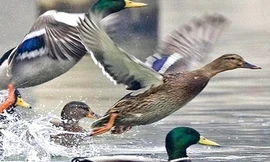 Vác dao chém bạn vì tranh cãi ‘con vịt xiêm sống lâu thành con vịt trời’