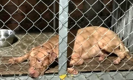 Vụ chó cắn cụ bà tử vong ở Bình Dương: Xử lý trách nhiệm thế nào?