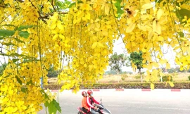 ‘Bò cạp vàng’ khoe sắc, đường phố Bình Dương đẹp như tranh