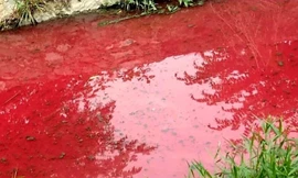 Cơ quan chức năng nói gì vụ suối nước màu đỏ kỳ lạ ở Bình Dương?