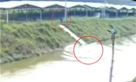Clip: Nam thanh niên lao xuống kênh cứu tài xế máy cày, 2 người tử vong