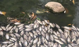 Cá chết trắng kênh gần khu bảo tàng ở Bình Dương