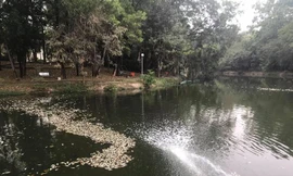 Lộ nguyên nhân cá chết phủ trắng kênh ở Bình Dương