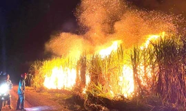 Điều tra vụ cháy lớn tại vườn mía rộng hơn 10.000m2 ở Bình Dương