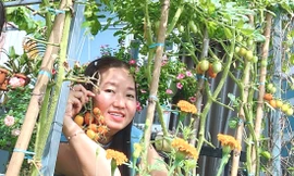 Vườn rau trái trĩu quả trên mái nhà của bà chủ 8x 