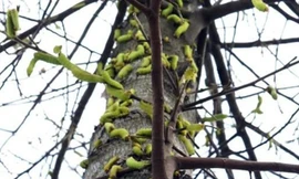 Sau cơn mưa, sâu ‘khổng lồ’ ăn trụi lá hàng loạt cây xanh ở Bình Dương