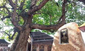 Bình Dương công bố Cây di sản và linh vật kỷ lục Việt Nam