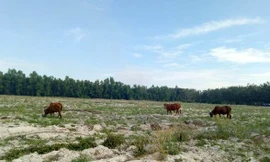 Bị tố vẽ dự án ‘ma’ lừa khách hàng, giám đốc lại đổ lỗi cho nhân viên