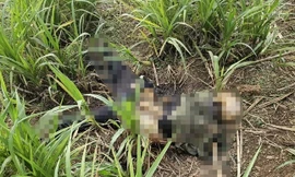 Phát hiện thi thể không còn nguyên vẹn trong bụi cỏ
