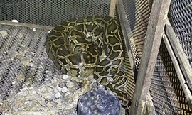 Người đàn ông ở Bình Phước bị con trăn siết cổ tử vong