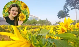 Vườn hoa hướng dương đẹp như tranh thu hút giới trẻ đến 'check in'