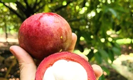 Nông dân trúng đậm măng cụt, công nhân mất việc đi hái, gọt thuê kiếm tiền