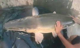 Phát hiện cá lạ nặng tới 40kg bơi trên rạch ở Bình Dương