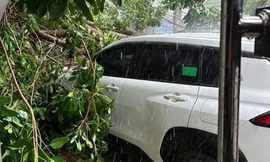 Mưa lớn làm cây cổ thụ bật gốc đè ô tô, gãy đổ nhiều cột điện ở Bình Dương