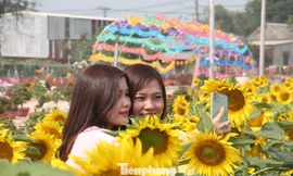 Thiên đường hoa Bình Dương ‘đốn tim’ du khách