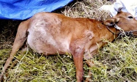 Xuất hiện virus lây nhanh gây chết động vật ở vùng biên giới