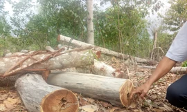 Bình Dương thông tin vụ rừng trong khu di tích bị 'tàn phá'