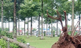 Lộ diện các gói thầu của Công ty cây xanh Công Minh ở Bình Dương, Bình Phước 