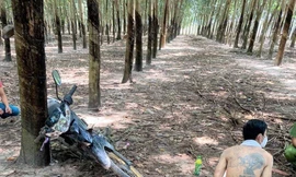 Trốn truy nã, trộm xe máy chạy vào vườn cao su vẫn không thoát