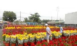 Làng hoa Tết đìu hiu, bán rẻ như cho vẫn ế ẩm 