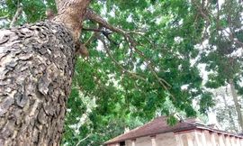 Đình cổ được vua Nguyễn sắc phong với kiến trúc đặc trưng văn hóa Nam Bộ