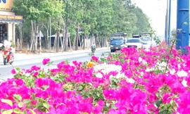 Hoa giấy làm ‘say đắm lòng người’ trên tuyến đường huyết mạch ở Bình Dương