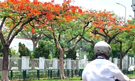 Phượng đỏ rực rỡ trong khu công nghiệp đẹp nhất Bình Dương