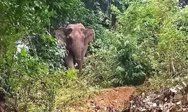 Voi rừng đột nhập nhà dân trong đêm