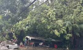 Dông lốc 'quật ngã' cây xanh, đè bẹp xe 16 chỗ, sập quán cà phê