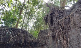 Sạt lở nghiêm trọng, hàng loạt cây trồng ‘mất chân’ đe dọa nhà dân ở Bình Dương