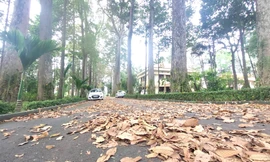 Quần thể cây di sản ở Bình Dương đẹp lãng mạn vào mùa thay lá