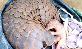 Phát hiện con vật ‘lạ’ đi vào vườn nhà dân sinh nở