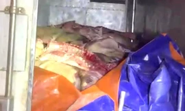 Bình Dương: Hơn 10 tấn thịt heo thối được phát hiện đang vận chuyển đi tiêu thụ 