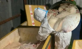 Kinh hãi phát hiện heo chết, nội tạng hôi thối chuẩn bị lên bàn nhậu