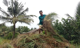 Ông Y ngậm ngùi đứng trên đống sả chất cao như núi. Ảnh: Kim Hà.