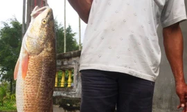 Cần thủ suýt làm thịt con cá nghi là sủ vàng quý hiếm