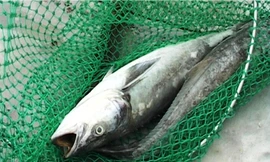 Chưa rõ nguyên nhân hàng tấn cá nuôi ở Huế chết bất thường