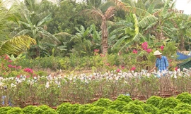 Người dân trồng hoa giấy tại huyện Chợ Lách, tỉnh Bến Tre lao đau vì tin đồn thất thiệt.