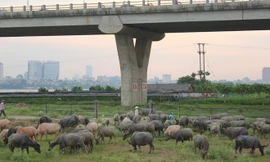 Cặp vợ chồng chăn đàn trâu 200 con dưới chân cầu Vĩnh Tuy