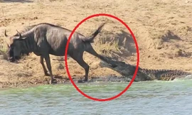 Cá sấu liên tiếp tấn công con linh dương đầu bò đáng thương. Ảnh: Caters News Agency.