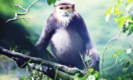 Voọc chà vá chân đen.