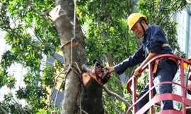 Bắt đầu di dời, đốn hạ hàng cây cổ thụ trên đường Tôn Đức Thắng