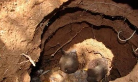 Sâm ô linh quý trong tổ kiến.