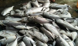 Cá chết tại vùng cửa biển Tư Hiền (huyện Phú Lộc, TT-Huế) chủ yếu là những giống đặc sản như cá vẩu, cá mú rất có giá trị, gây thất thu lớn cho hàng trăm ngư dân. 