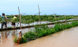Hoa màu ngập úng chết hàng loạt.