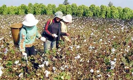 Con đường tơ lụa của Ấn Độ